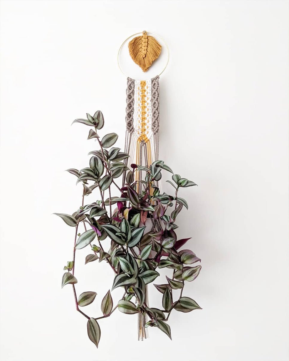 Tradescantia zebrina – Wandering Jew - Perfect Plants