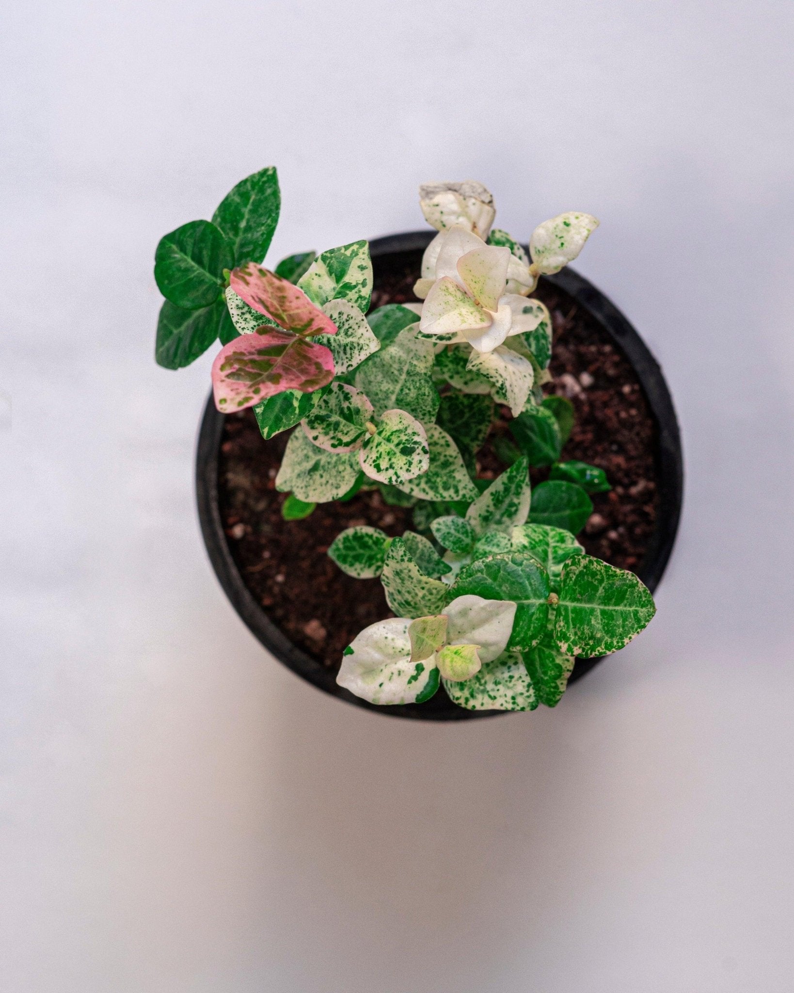 Tri-Color Variegated Asiatic Jasmine (Star Jasmine) - Perfect Plants