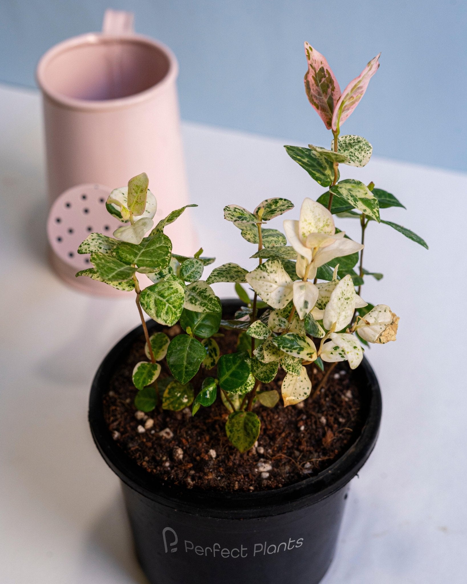 Tri-Color Variegated Asiatic Jasmine (Star Jasmine) - Perfect Plants