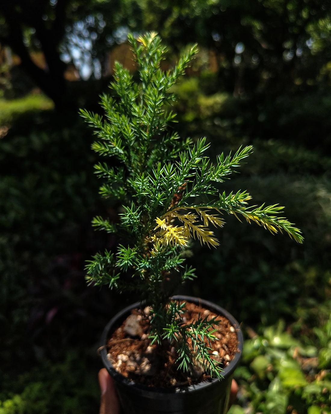 Variegated Cypress - Perfect Plants