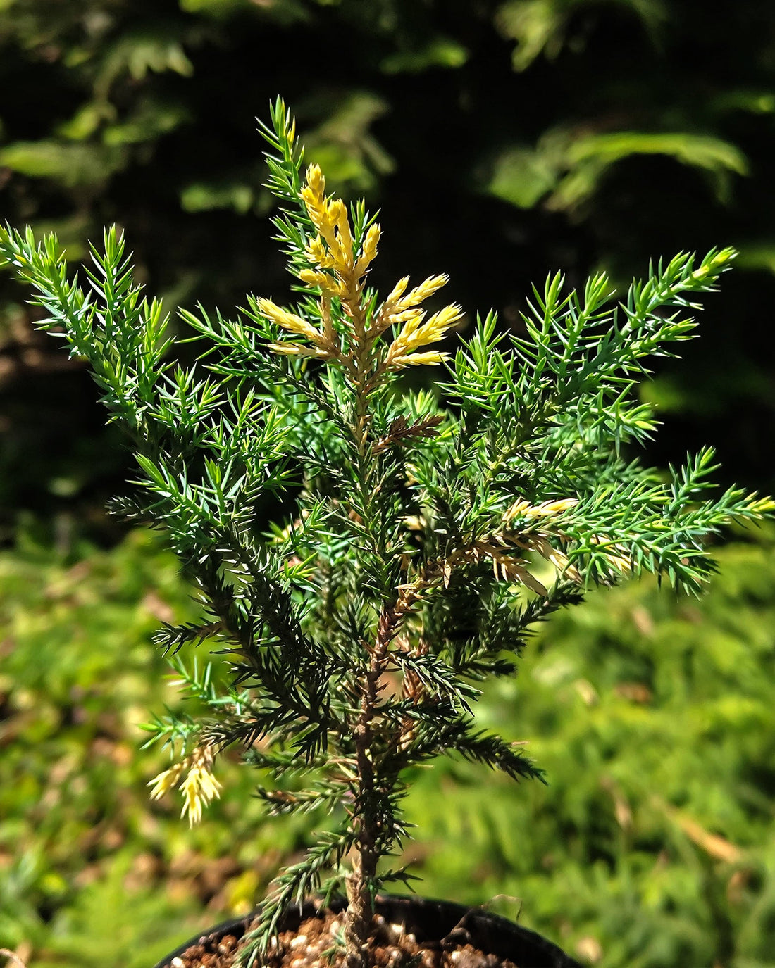 Variegated Cypress - Perfect Plants