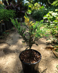 Variegated Cypress - Perfect Plants