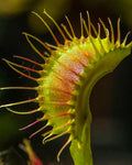 Venus Fly Trap- B52 (Imported) - Perfect Plants