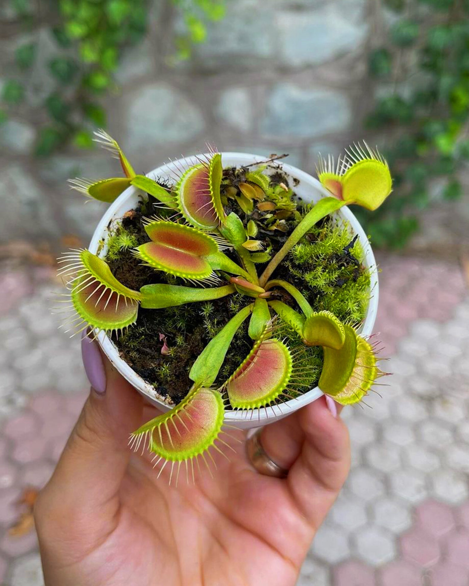 Venus Fly Trap- B52 (Imported) - Perfect Plants