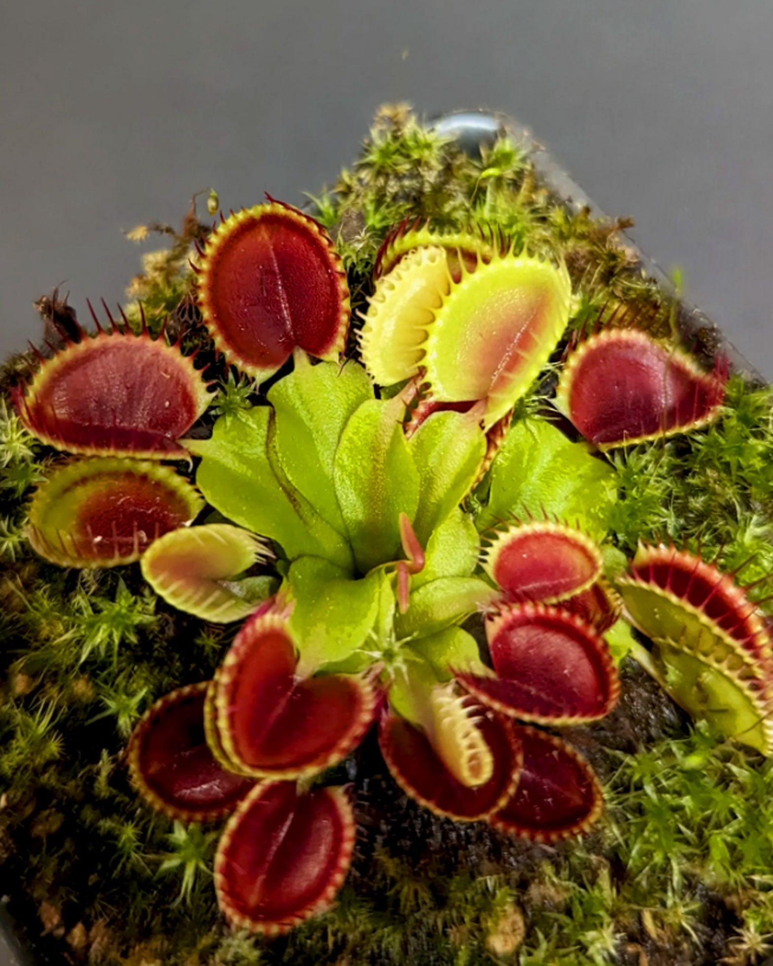 Venus Fly Trap- Cup Trap - Perfect Plants