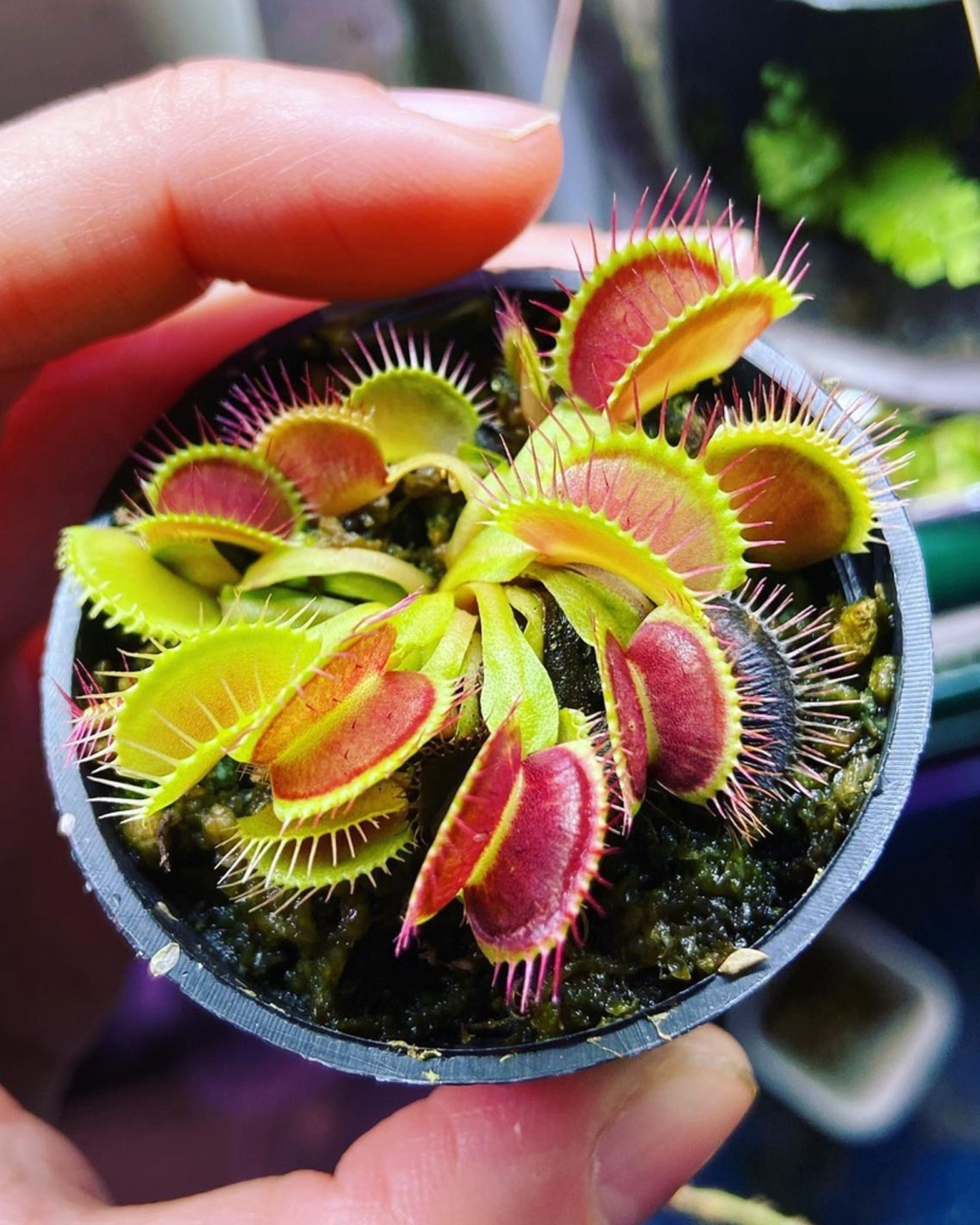 Venus Fly Trap- DCXL Green - Perfect Plants