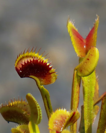 Venus Fly Trap- Dionaea Muscipula Scarlatine (Very Rare) - Perfect Plants