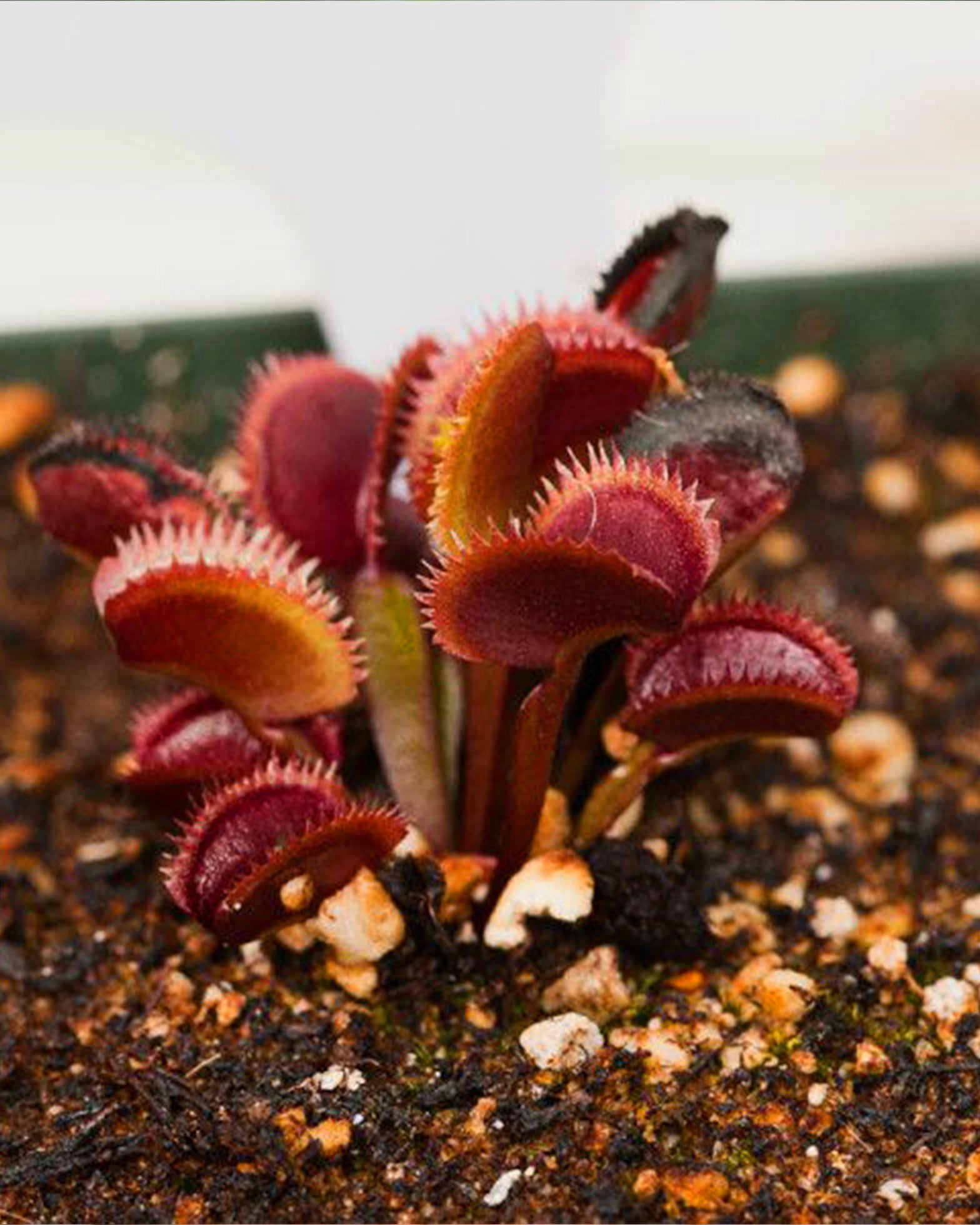 Venus Fly Trap- Red Piranha (Rare) - Perfect Plants