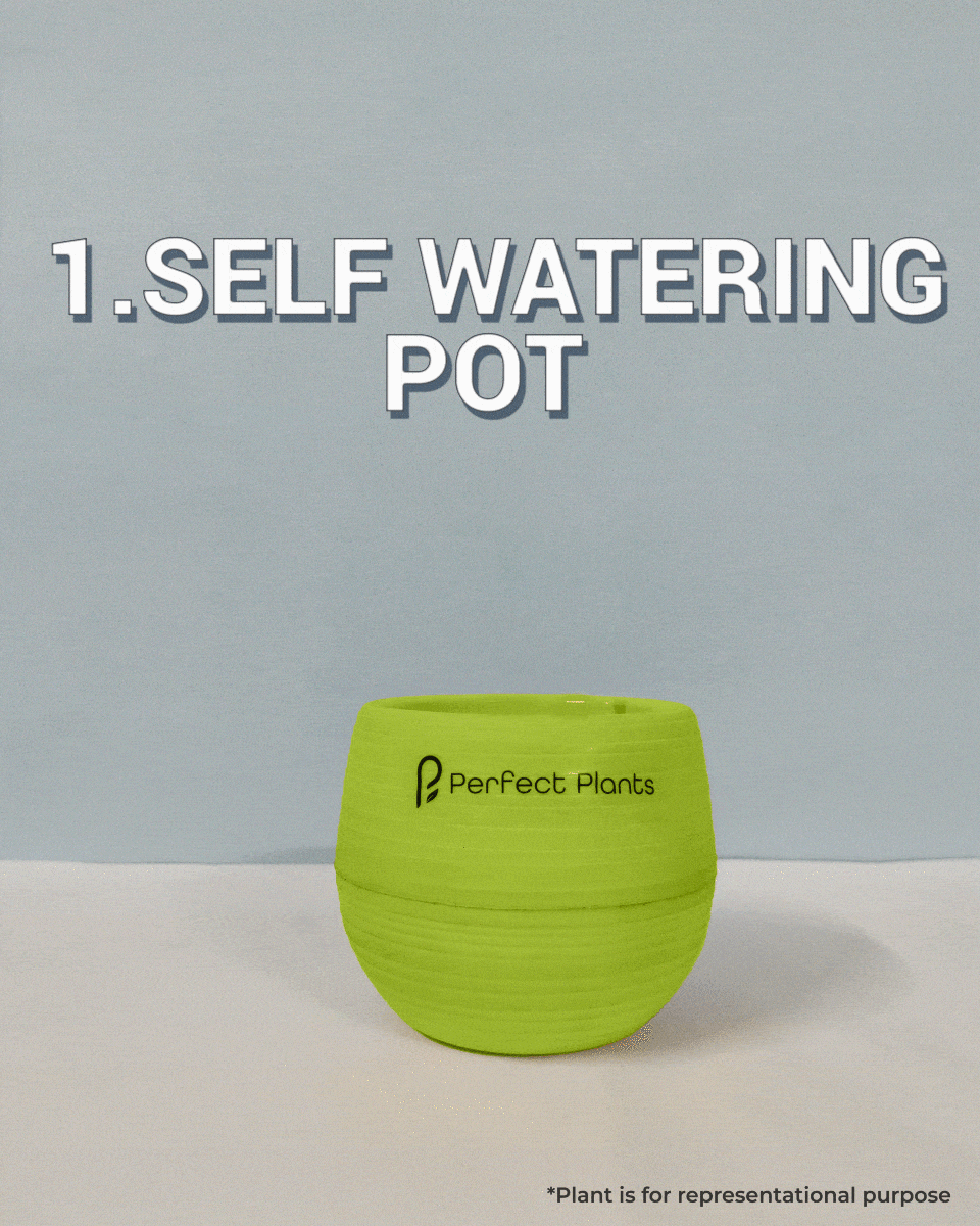 Syngonium podophyllum Mini Pixie Medium Perfect Plants