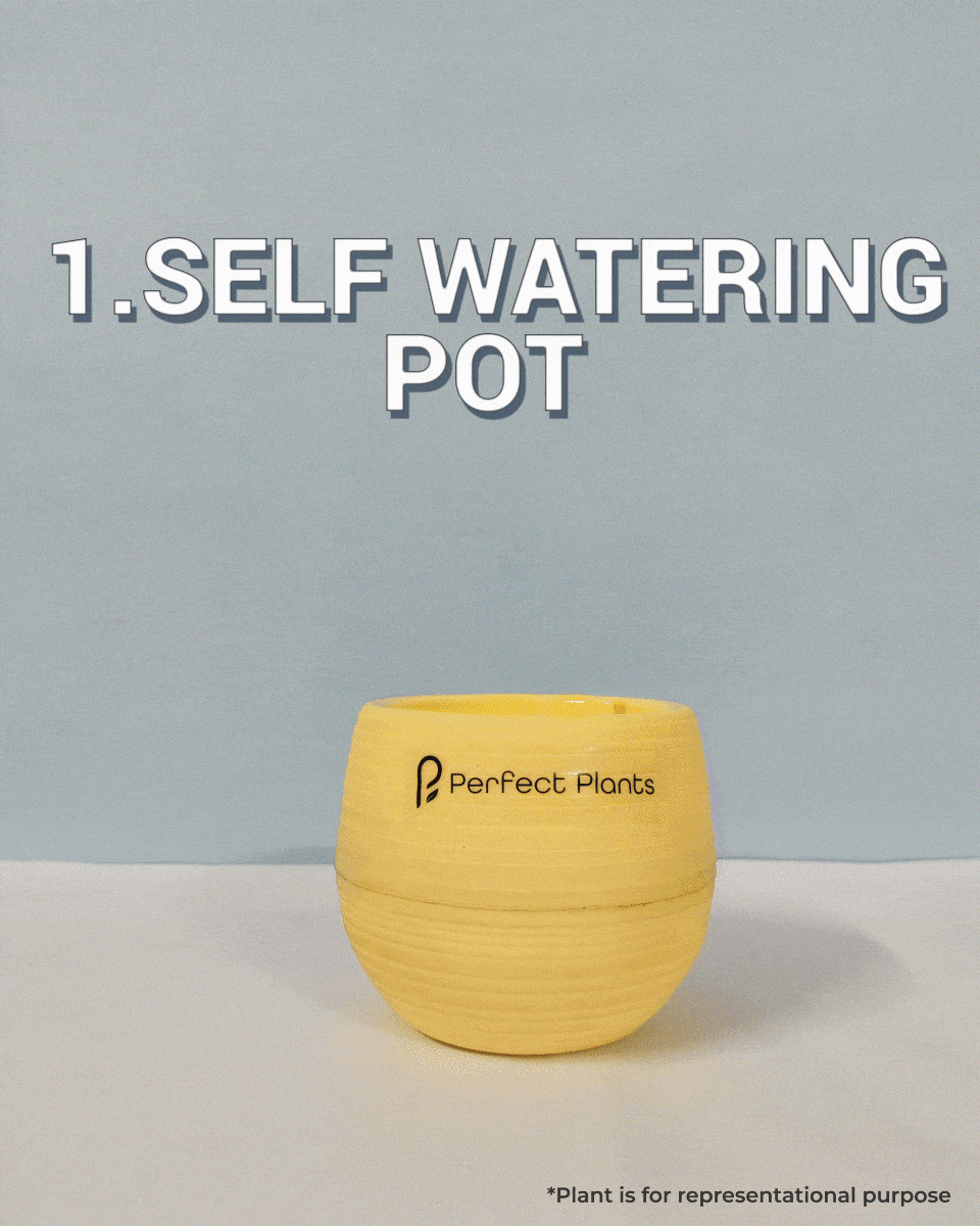 Syngonium podophyllum Mini Pixie Medium Perfect Plants