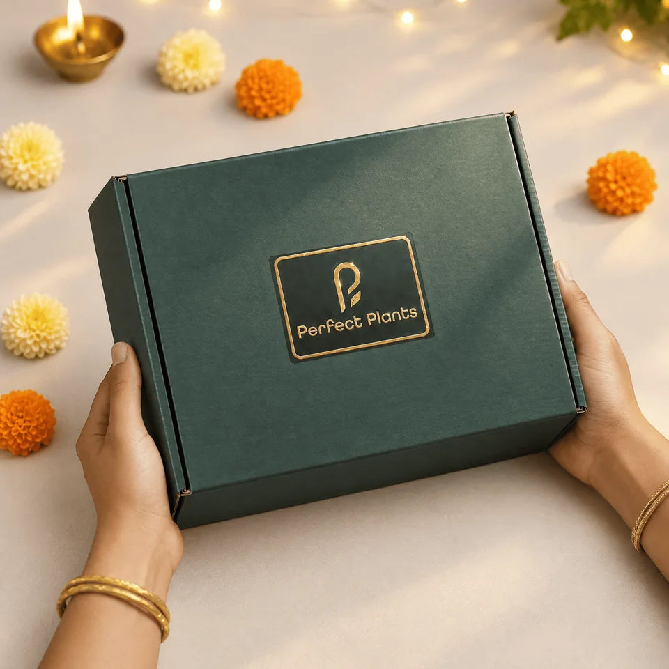 Green Diwali gift box held in two hands
