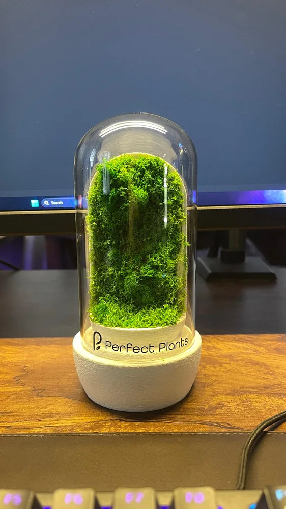 Preserved-moss dome beside a computer monitor